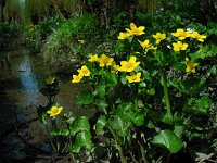 Caltha palustris ssp araneosa 183, Spindotterbloem, Saxifraga-Ed Stikvoort