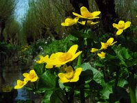 Caltha palustris ssp araneosa 184, Spindotterbloem, Saxifraga-Ed Stikvoort
