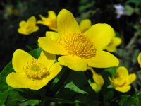 Caltha palustris ssp araneosa 185, Spindotterbloem, Saxifraga-Ed Stikvoort