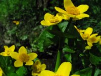 Caltha palustris ssp araneosa 186, Spindotterbloem, Saxifraga-Ed Stikvoort