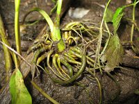 Caltha palustris ssp araneosa 58, Spindotterbloem, Saxifraga-Rutger Barendse
