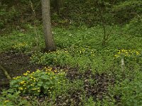 Caltha palustris ssp palustris 86, Gewone dotterbloem, Saxifraga-Willem van Kruijsbergen