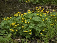 Caltha palustris ssp palustris 87, Gewone dotterbloem, Saxifraga-Willem van Kruijsbergen