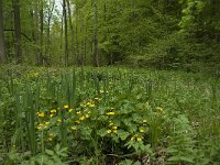 Caltha palustris ssp palustris 88, Gewone dotterbloem, Saxifraga-Willem van Kruijsbergen