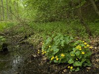 Caltha palustris ssp palustris 89, Gewone dotterbloem, Saxifraga-Willem van Kruijsbergen