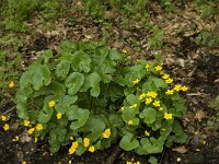 Caltha palustris ssp palustris 90, Gewone dotterbloem, Saxifraga-Willem van Kruijsbergen