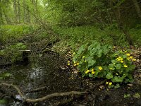 Caltha palustris ssp palustris 91, Gewone dotterbloem, Saxifraga-Willem van Kruijsbergen