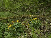Caltha palustris ssp palustris 92, Gewone dotterbloem, Saxifraga-Willem van Kruijsbergen
