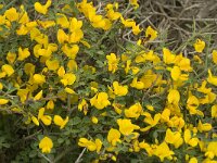 Calycotome infesta 2, Saxifraga-Jan van der Straaten