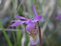 Calypso bulbosa 2, Saxifraga-Dirk Hilbers