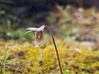 Calypso bulbosa 5, Saxifraga-Hans Dekker