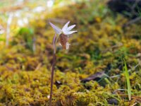 Calypso bulbosa 6, Saxifraga-Hans Dekker