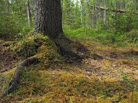 Calypso bulbosa 7, Saxifraga-Hans Dekker