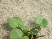Calystegia soldanella 3, Zeewinde, Saxifraga-Rutger Barendse