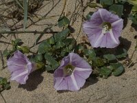 Calystegia soldanella 4, Zeewinde, Saxifraga-Willem van Kruijsbergen