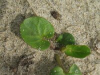 Calystegia soldanella 6, Zeewinde, Saxifraga-Rutger Barendse
