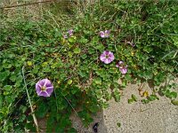 Calystegia soldanella 9, Zeewinde, Saxifraga-Hans Grotenhuis