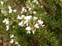 Camaecistus poliferus 2, Saxifraga-Hans Grotenhuis