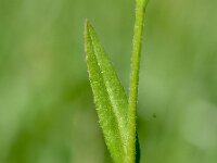 Camelina sativa 8, Huttentut, Saxifraga-Sonja Bouwman  1022. Huttentut - Camelina sativa - Brassicaceae familie (zw)
