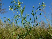 Camelina sativa ssp sativa 10, Zaadhuttentut, Saxifraga-Ed Stikvoort : rattenstaartgras Grevelingendam s9900