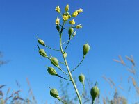 Camelina sativa ssp sativa 11, Zaadhuttentut, Saxifraga-Ed Stikvoort : rattenstaartgras Grevelingendam s9900