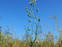 Camelina sativa ssp sativa 12, Zaadhuttentut, Saxifraga-Ed Stikvoort : rattenstaartgras Grevelingendam s9900