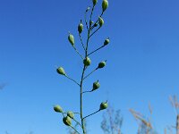 Camelina sativa ssp sativa 13, Zaadhuttentut, Saxifraga-Ed Stikvoort : rattenstaartgras Grevelingendam s9900