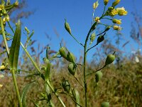 Camelina sativa ssp sativa 9, Zaadhuttentut, Saxifraga-Ed Stikvoort : rattenstaartgras Grevelingendam s9900