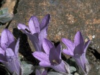 Campanula andrewsii 4, Saxifraga-Jan van der Straaten