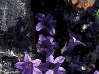 Campanula andrewsii 5, Saxifraga-Jan van der Straaten