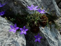 Campanula arvatica 2, Saxifraga-Ed Stikvoort : ZW van Cordiñanes de Valdeón s9900