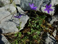 Campanula arvatica 3, Saxifraga-Ed Stikvoort : Espinama - Fuente Dé - Regugio de Aliva s9900