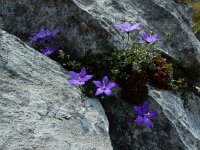 Campanula arvatica 6, Saxifraga-Ed Stikvoort : ZW van Cordiñanes de Valdeón s9900