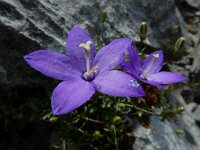 Campanula arvatica 8, Saxifraga-Ed Stikvoort : ZW van Cordiñanes de Valdeón s9900