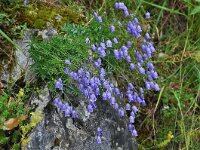 Campanula caespitosa 2, Saxifraga-Harry Jans