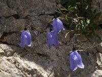 Campanula cochleariifolia 10, Saxifraga-Jan van der Straaten