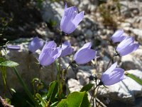 Campanula cochleariifolia 13, Saxifraga-Jasenka Topic