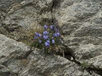 Campanula cochleariifolia 22, Saxifraga-Willem van Kruijsbergen