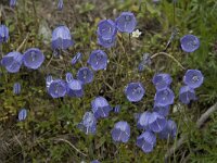 Campanula cochleariifolia 23, Saxifraga-Willem van Kruijsbergen