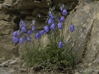 Campanula cochleariifolia 26, Saxifraga-Willem van Kruijsbergen