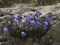 Campanula cochleariifolia 27, Saxifraga-Willem van Kruijsbergen