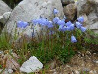 Campanula cochleariifolia 28, Saxifraga-Ed Stikvoort