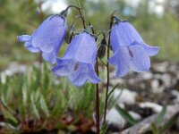 Campanula cochleariifolia 30, Saxifraga-Ed Stikvoort