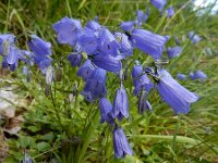 Campanula cochleariifolia 31, Saxifraga-Ed Stikvoort