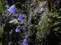 Campanula cochleariifolia 33, Saxifraga-Ed Stikvoort