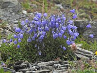 Campanula cochleariifolia 34, Saxifraga-Harry Jans