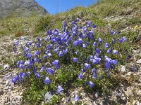 Campanula cochleariifolia 35, Saxifraga-Harry Jans