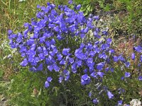 Campanula cochleariifolia 37, Saxifraga-Harry Jans