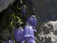 Campanula cochleariifolia 7, Saxifraga-Jan van der Straaten