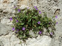 Campanula drabifolia 3, Saxifraga-Ed Stikvoort : Kato Gerakari en Alikana s9900